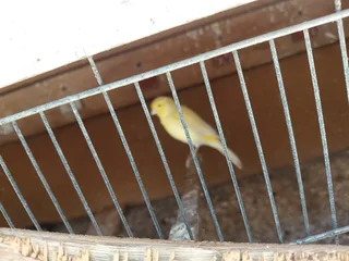 Birds - Ad posted by Krish Munsamy