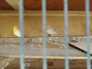 Birds - Ad posted by Krish Munsamy