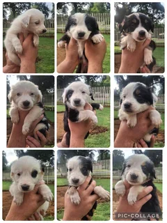 Beautiful Pure Bred Border Collies
