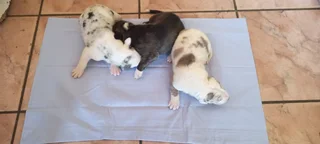 Great dane puppies for sale