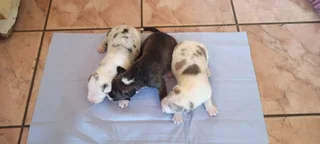 Great dane puppies for sale