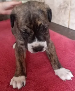 Great dane puppies for sale