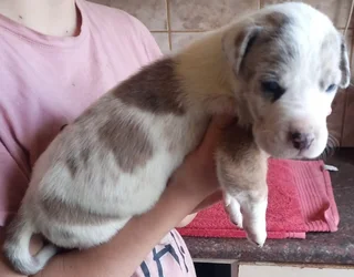 Great dane puppies for sale