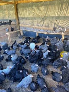 8 week old Potch Koekoek Chicks