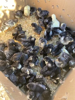 Potch Koekoek Chicks