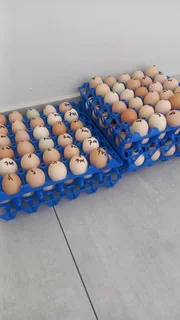 Black Austrolorp and Potch Koekoek Fertile Eggs