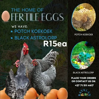 Black Austrolorp and Potch Koekoek Fertile Eggs