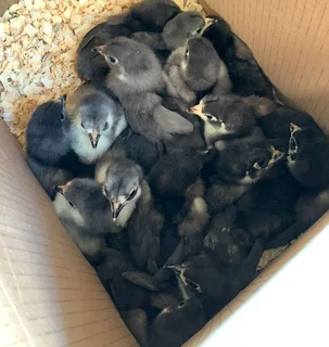 Day old Potch Koekoek Chicks