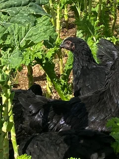 Black Austrolorp Point of Lay