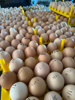 Black Austrolorp and Potch Koekoek Fertile Eggs