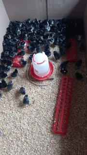 Day old Black Austrolorp and Potch Koekoek chicks