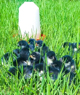 Black Austrolorp Day Old Chicks