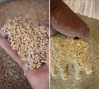 Feeds for Poultry and Livestock