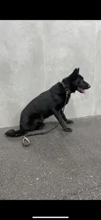 German shepperd puppy full black