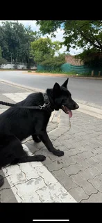 German shepperd puppy full black