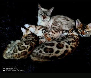 Bengal kittens