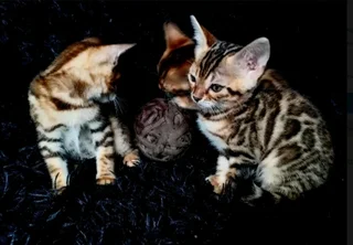 Bengal kittens