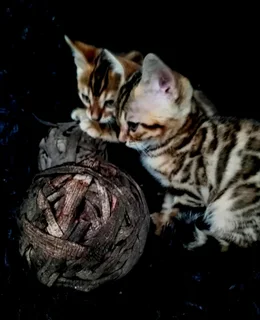 Bengal kittens
