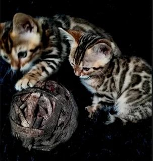 Bengal kittens