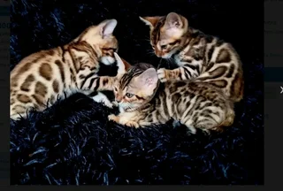 Bengal kittens