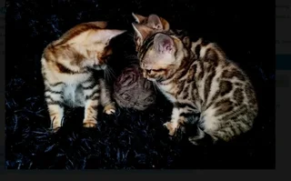 Bengal kittens