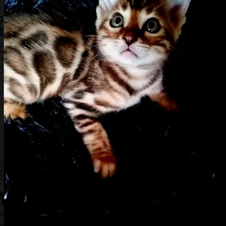 Bengal kittens
