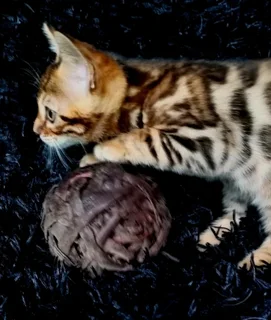 Bengal kittens