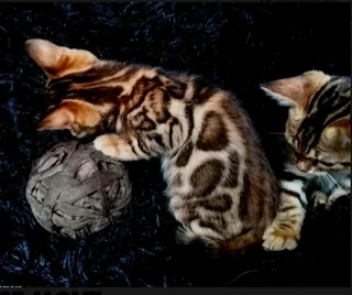 Bengal kittens