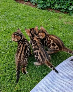 Bengal kittens