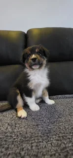 Australian shepard puppies