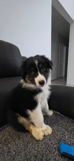 Australian shepard puppies
