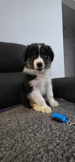 Australian shepard puppies