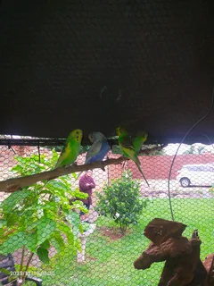 Green and yellow budgies