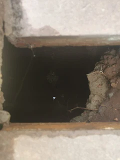 Honey Sucker for hire