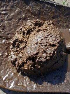 Septic tank emptying