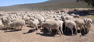 Skape - Ad posted by Francois Conradie