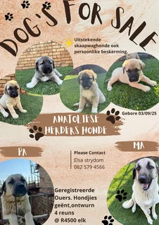 Anatoliese dogs for sale