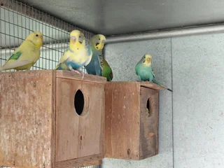 Budgies - Ad posted by Melinda Mynhardt
