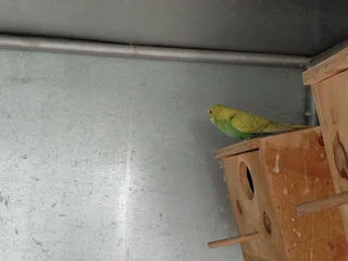 Budgies - Ad posted by Melinda Mynhardt