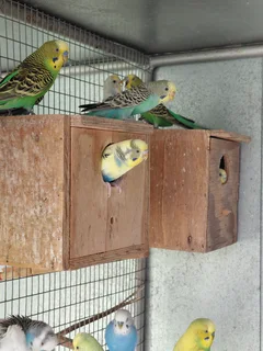 Budgies - Ad posted by Melinda Mynhardt