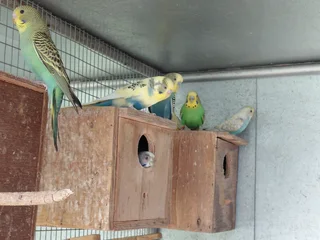 Budgies - Ad posted by Melinda Mynhardt