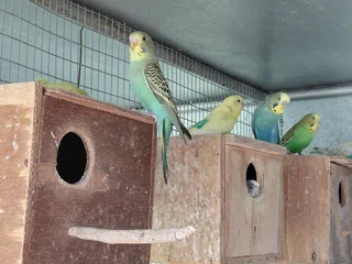 Budgies - Ad posted by Melinda Mynhardt
