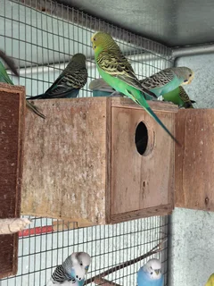 Budgies - Ad posted by Melinda Mynhardt