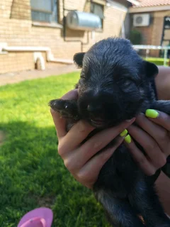 German shepherd puppies