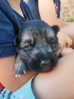German shepherd puppies