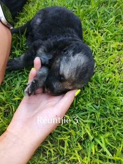 German shepherd puppies