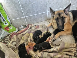 German shepherd puppies