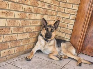 German shepherd puppies