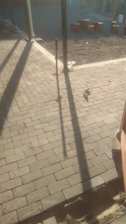 HOUSE MAINTENANCE AND CONSTRUCTION