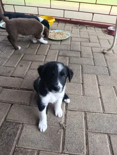 Border collie puppies